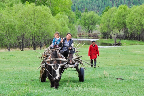 Living the nomads life is collecting wood. (Mongolia, 2014)